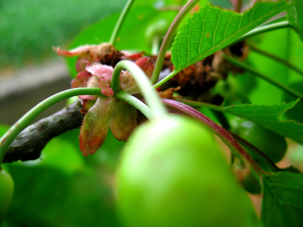 Wallpapers Nature Fruits Cerise verte