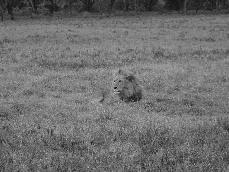 Wallpapers Animals Felines - Lions Lions dans la savane