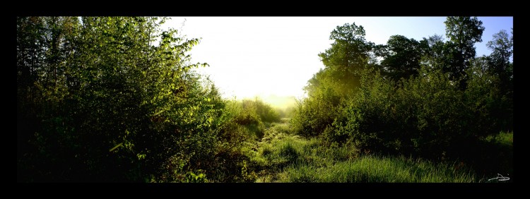 Fonds d'cran Nature Arbres - Forts Lev de soleil