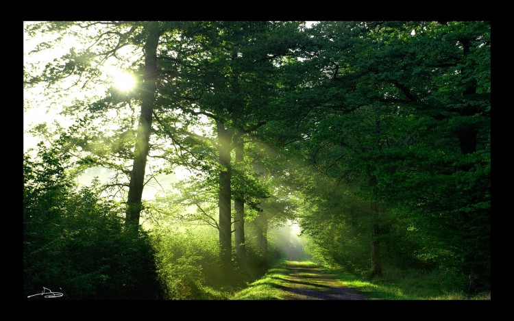 Wallpapers Nature Trees - Forests Le soleil dans les sous bois