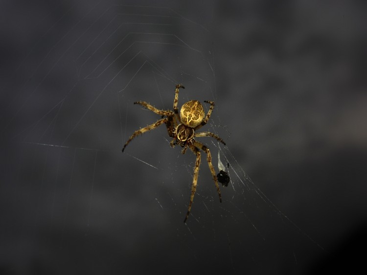 Fonds d'cran Animaux Araignes darkspider