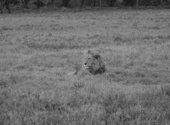 Fonds d'cran Animaux Lions dans la savane