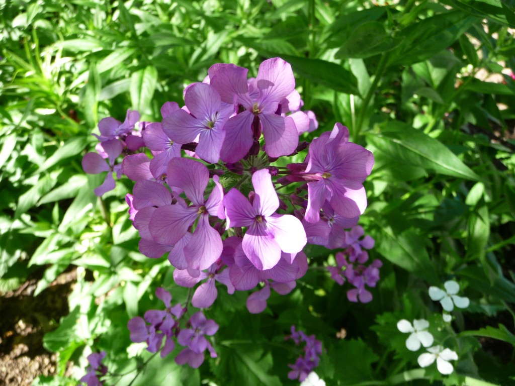 Fonds d'cran Nature Fleurs une si belle fleur