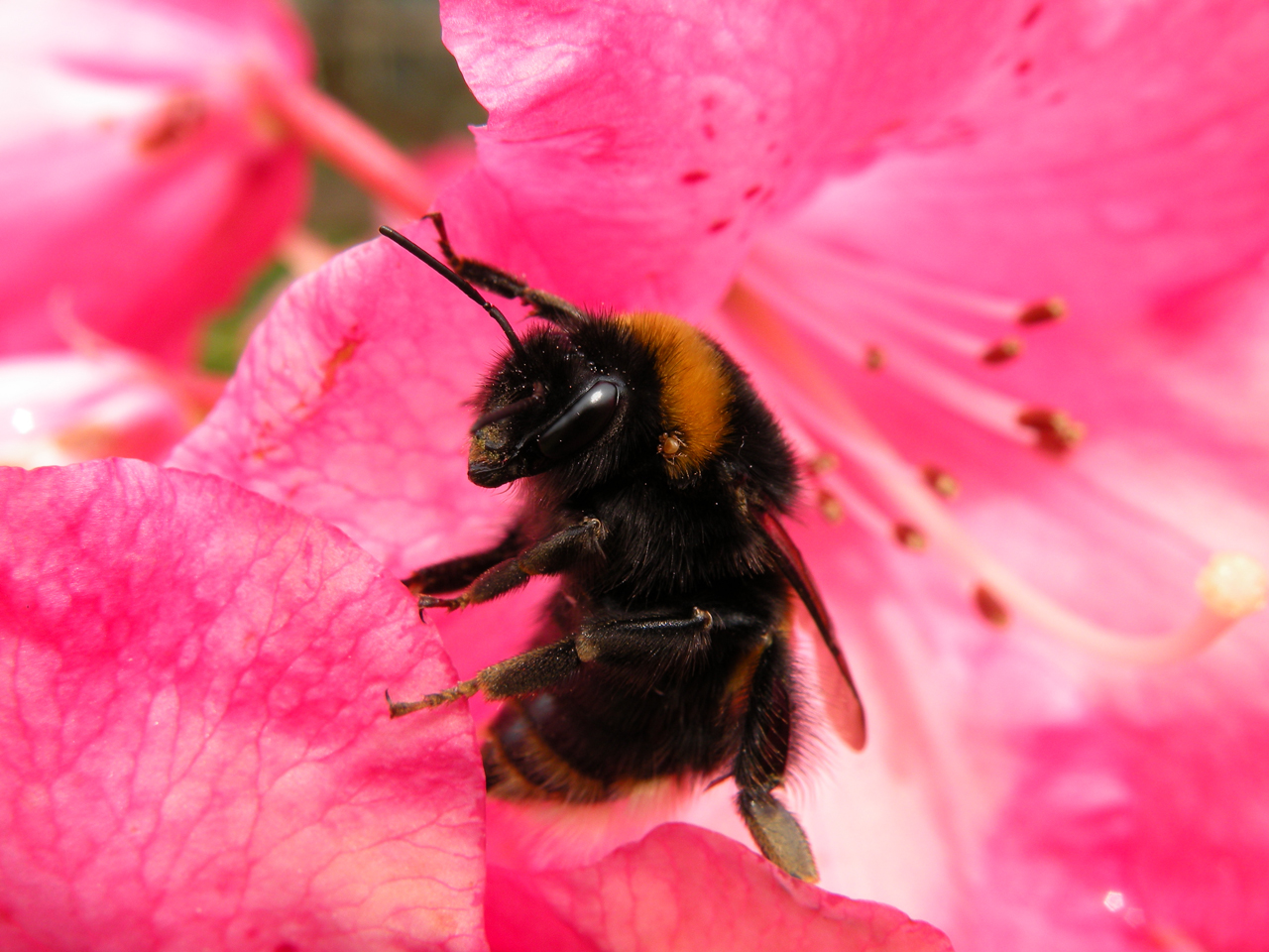 Fonds d'cran Animaux Insectes - Abeilles Gupes ... Un bourdon dans un rhododendron ...