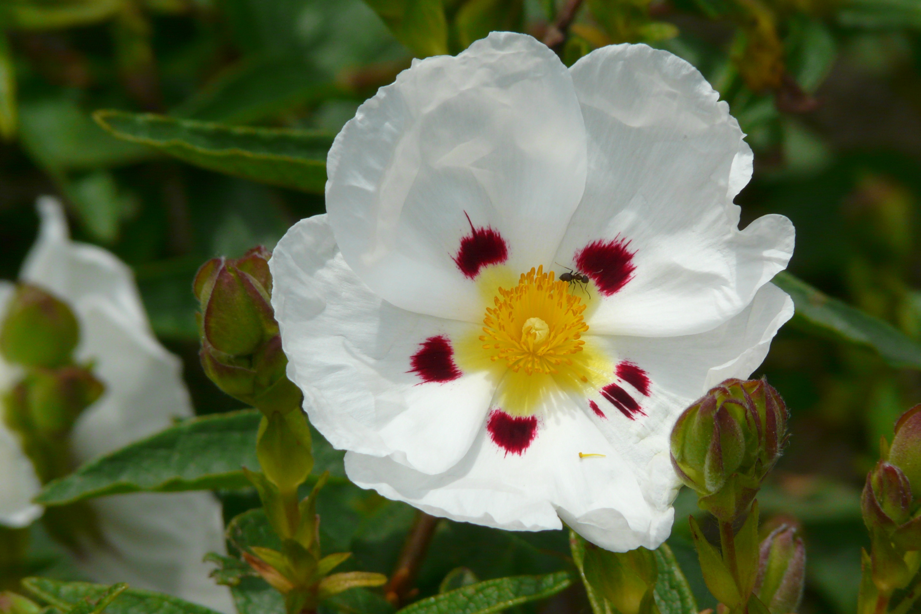 Fonds d'cran Nature Fleurs cistus alba