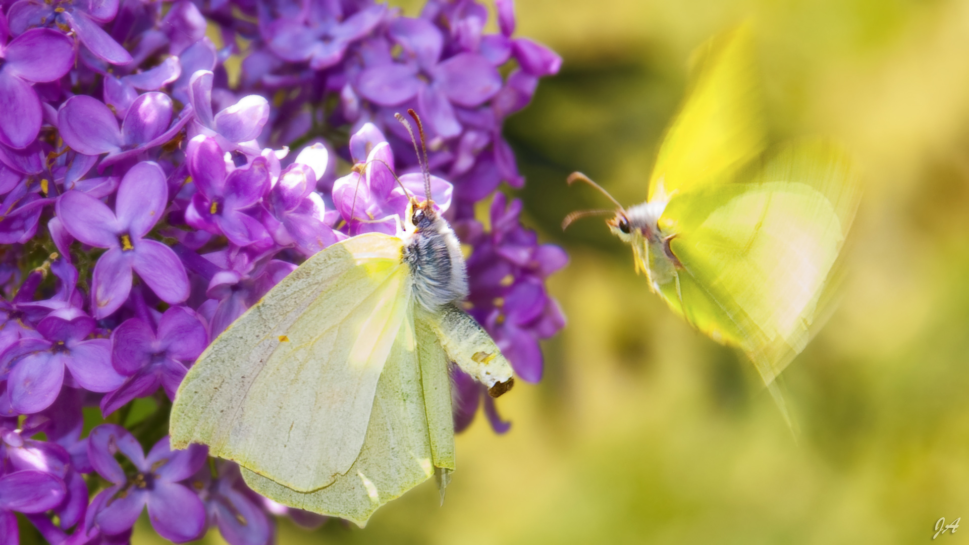 Wallpapers Animals Insects - Butterflies Deux papillons pendant la saison des amours...