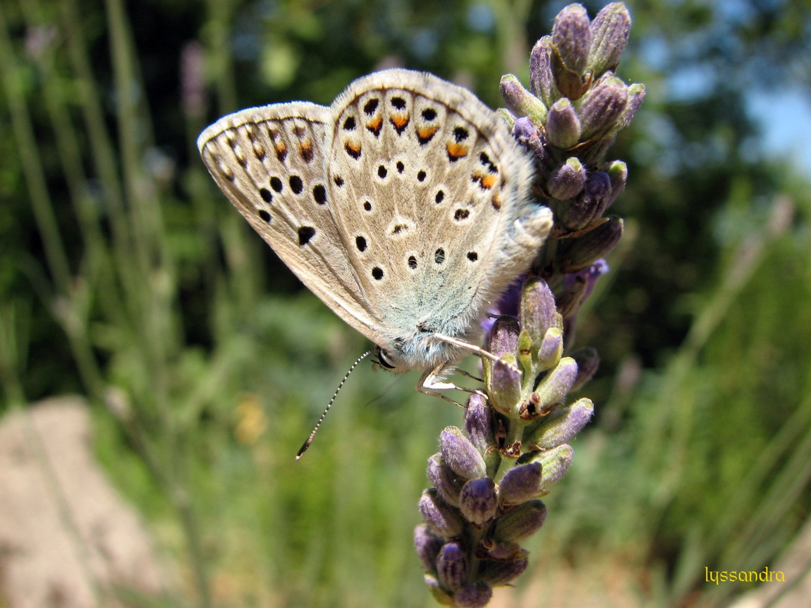 Fonds d'cran Animaux Insectes - Papillons lyssandra