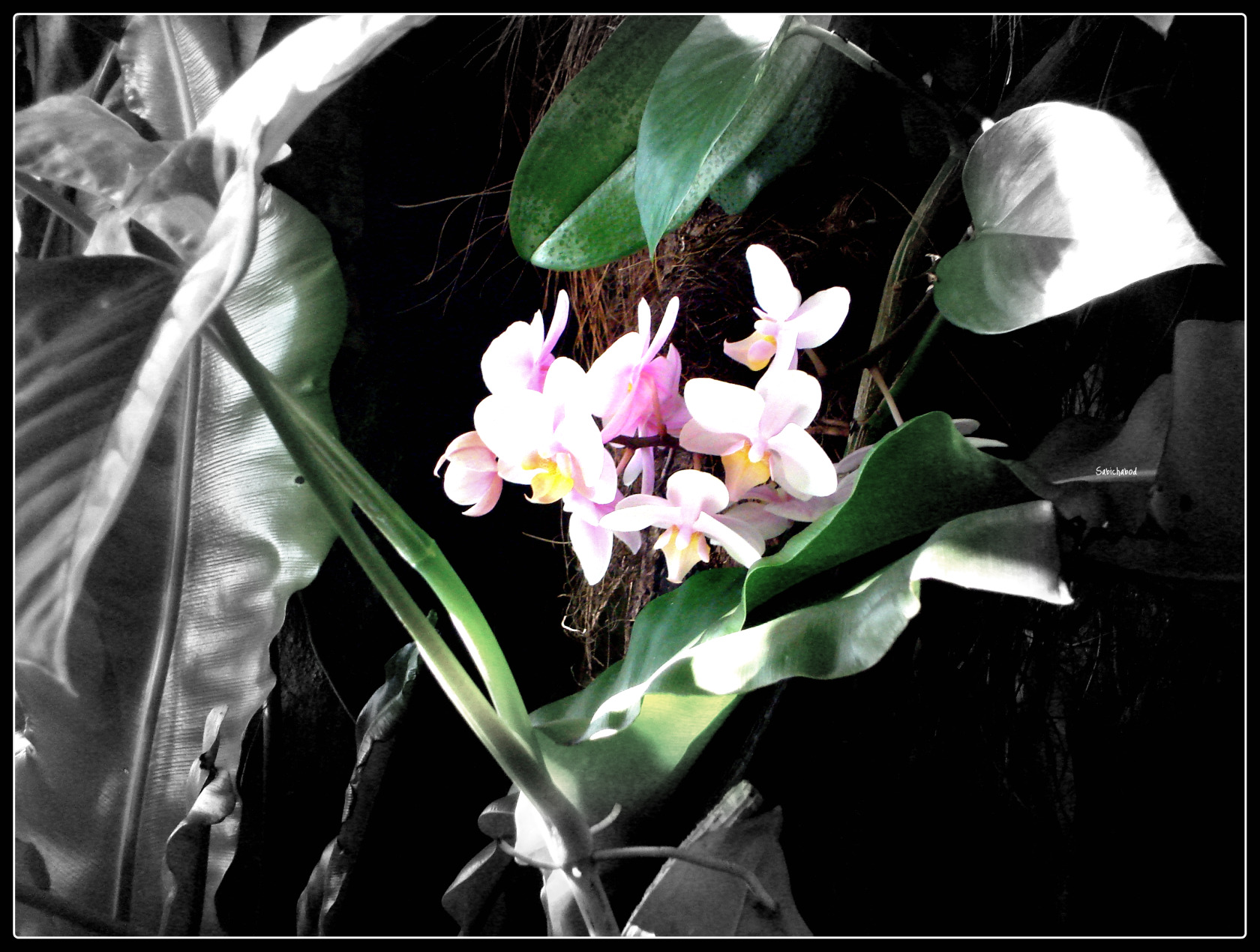 Fonds d'cran Nature Fleurs Ecrin d'orchides