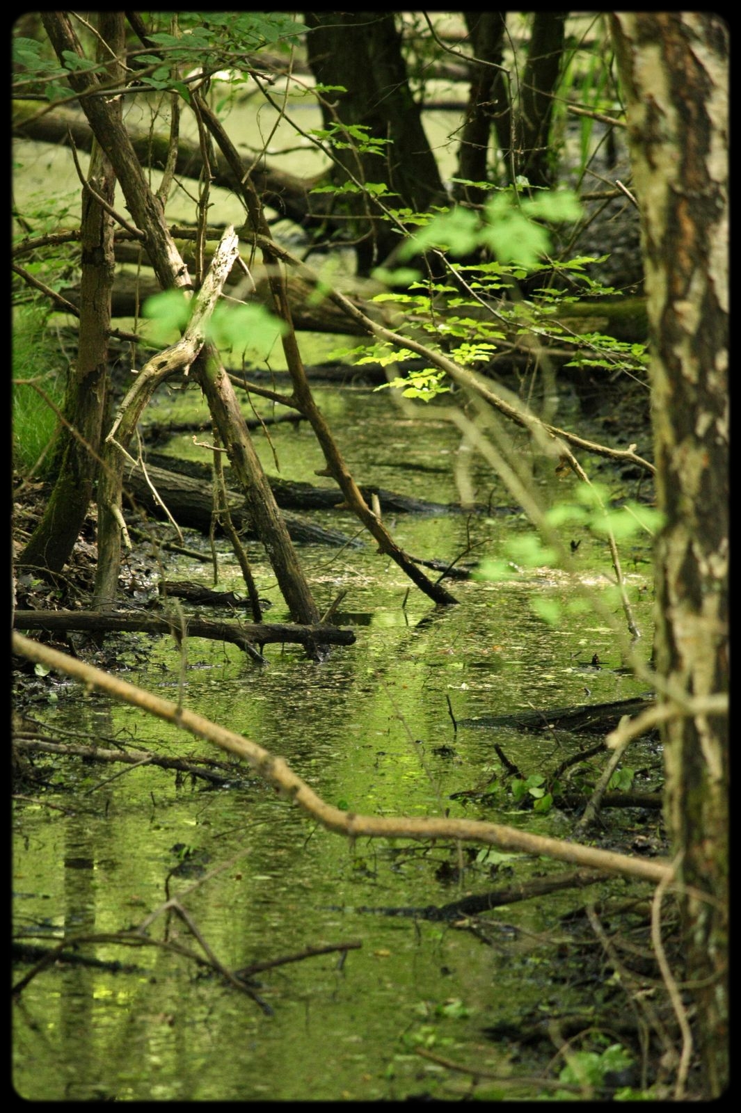 Wallpapers Nature Rivers - Torrents Branches dans un ruisseau