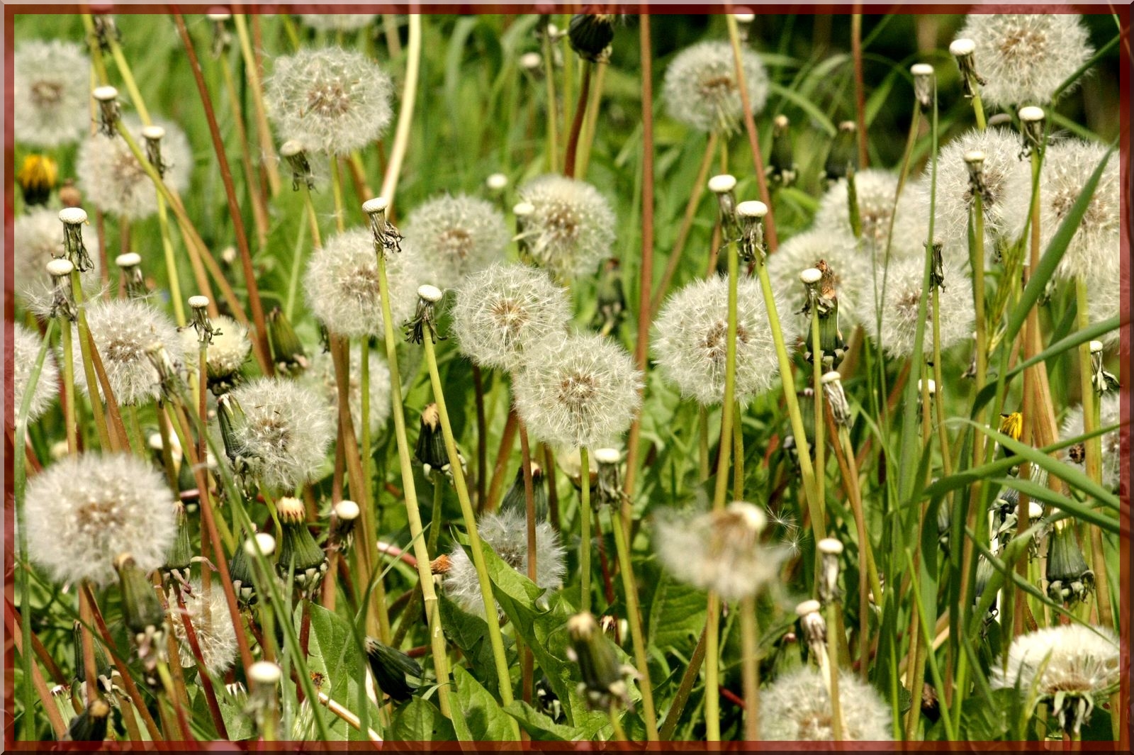 Fonds d'cran Nature Fleurs Pissenlits naissants et mourrants