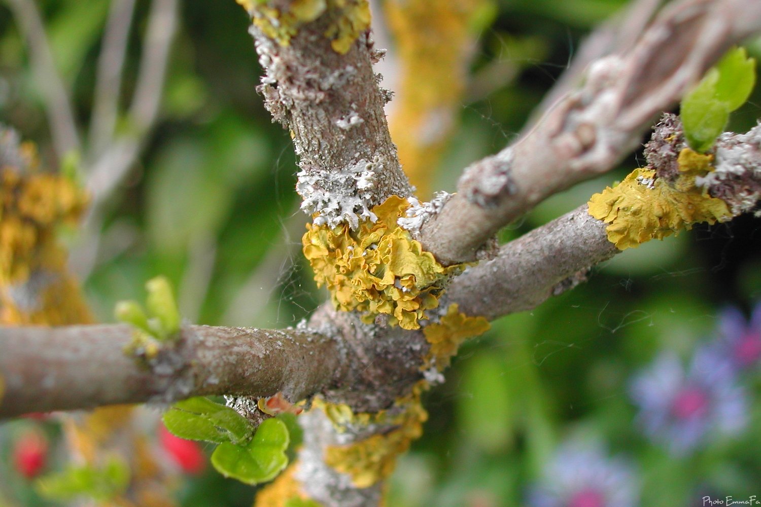 Fonds d'cran Nature Arbres - Forts Lichen