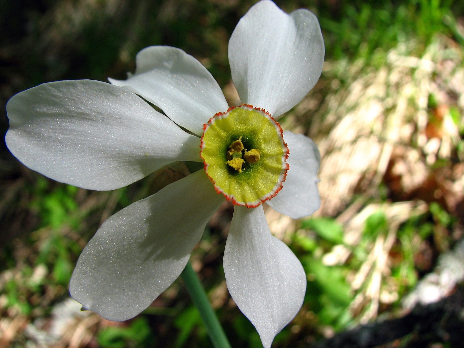 Fonds d'cran Nature Fleurs Narcisse