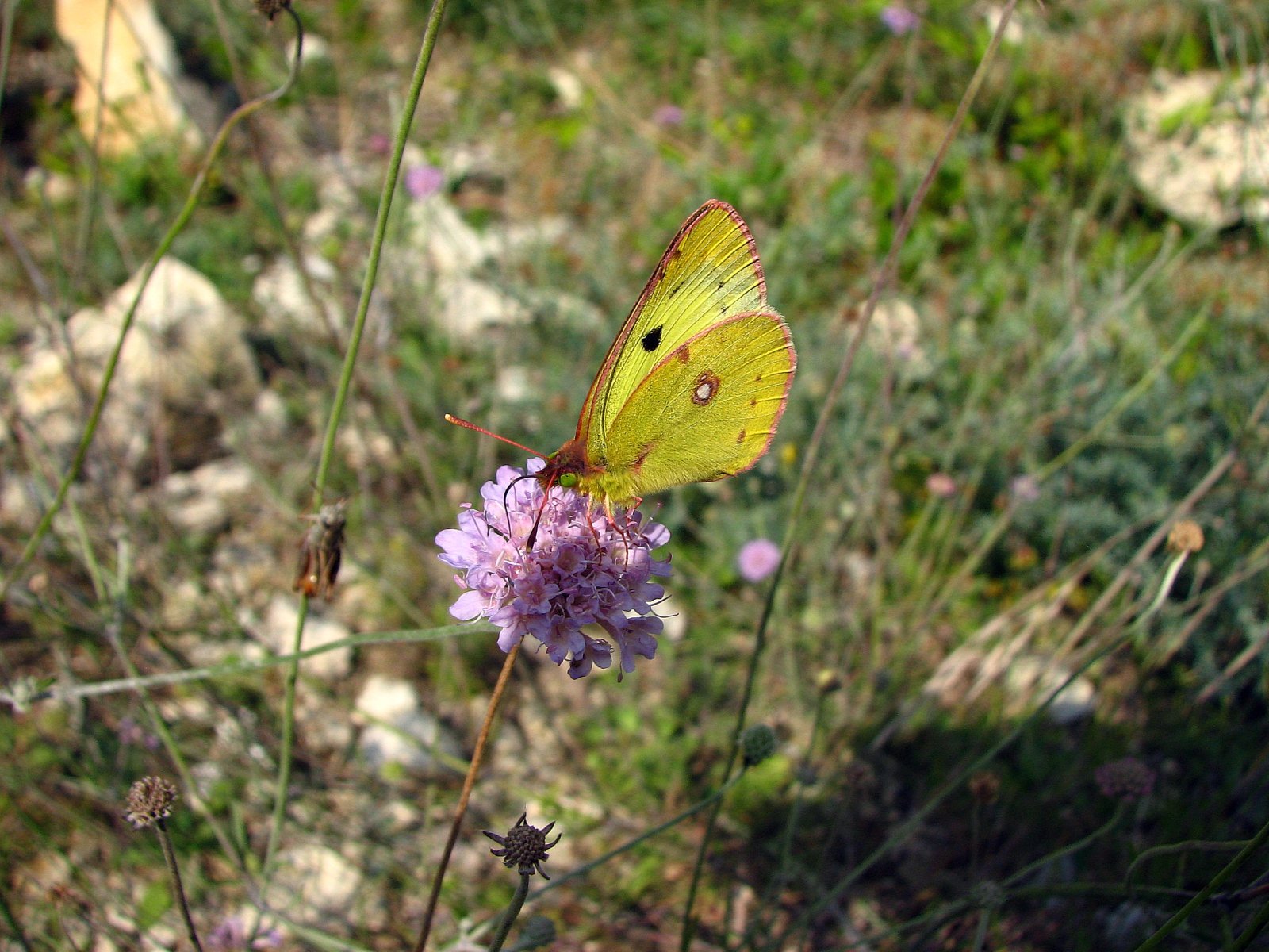 Fonds d'cran Animaux Insectes - Papillons le souci