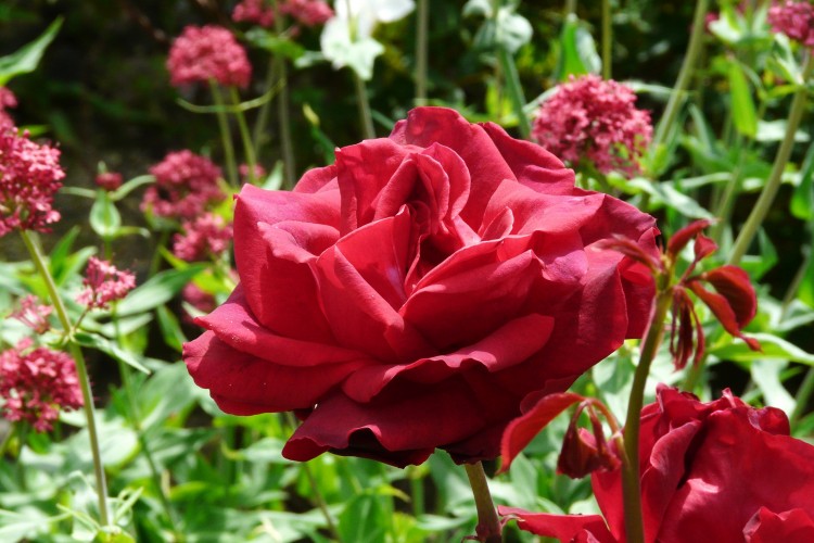 Fonds d'cran Nature Fleurs Une rose pour vous...