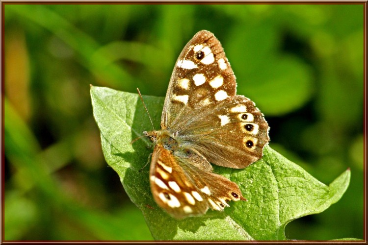 Wallpapers Animals Insects - Butterflies Papillon sur feuille