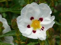 Fonds d'cran Nature cistus alba