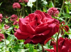 Fonds d'cran Nature Une rose pour vous...