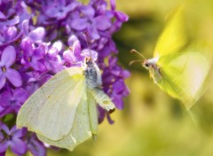 Wallpapers Animals Deux papillons pendant la saison des amours...