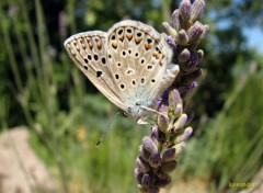 Fonds d'cran Animaux lyssandra