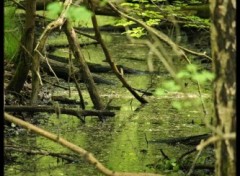 Fonds d'cran Nature Branches dans un ruisseau