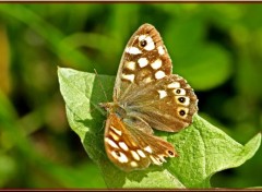 Wallpapers Animals Papillon sur feuille