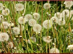 Fonds d'cran Nature Pissenlits naissants et mourrants