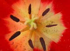 Wallpapers Nature Coeur de tulipe