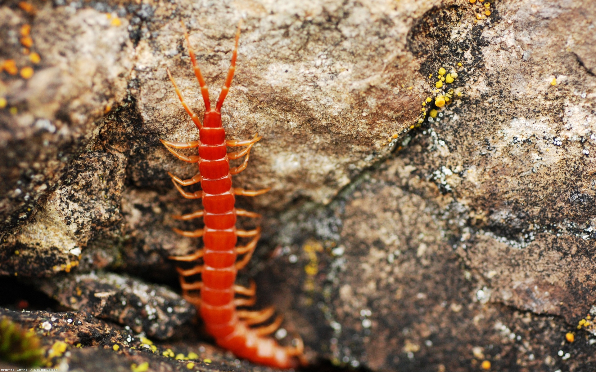 Fonds d'cran Animaux Insectes - Mille-pattes Quelques pates sur un rocher