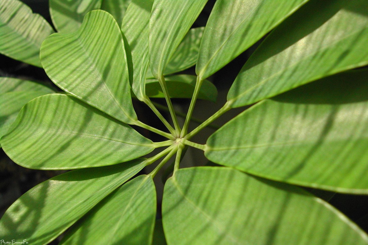 Fonds d'cran Nature Plantes - Arbustes Schaefflera