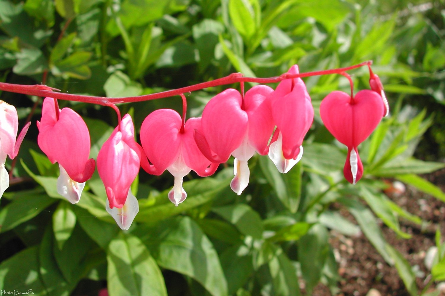 Wallpapers Nature Flowers Dicentra Eximia