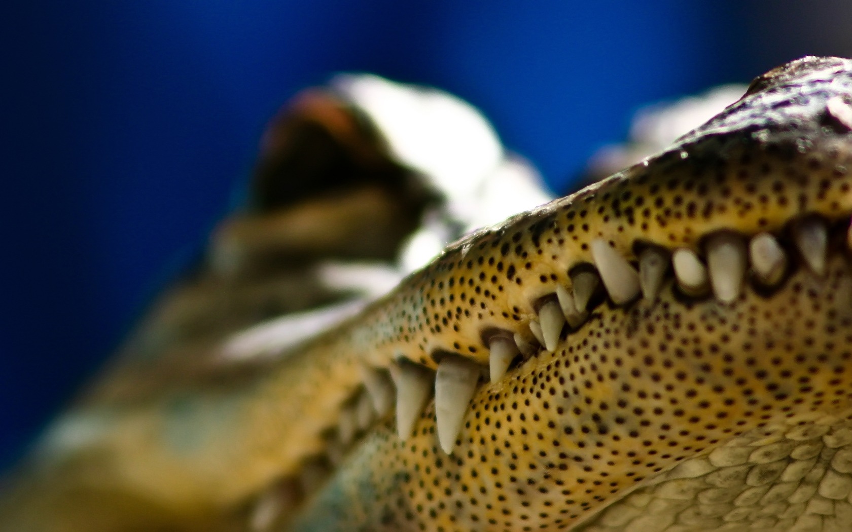 Fonds d'cran Animaux Crocodiles - Alligators - Camans Croco