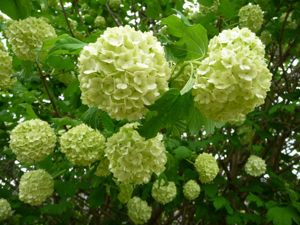 Wallpapers Nature Flowers on dirait des boules de glaces