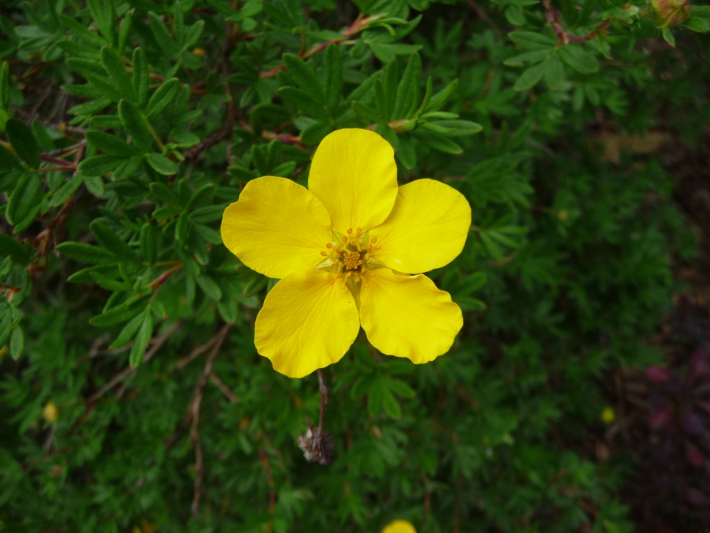 Wallpapers Nature Flowers  la nantaise