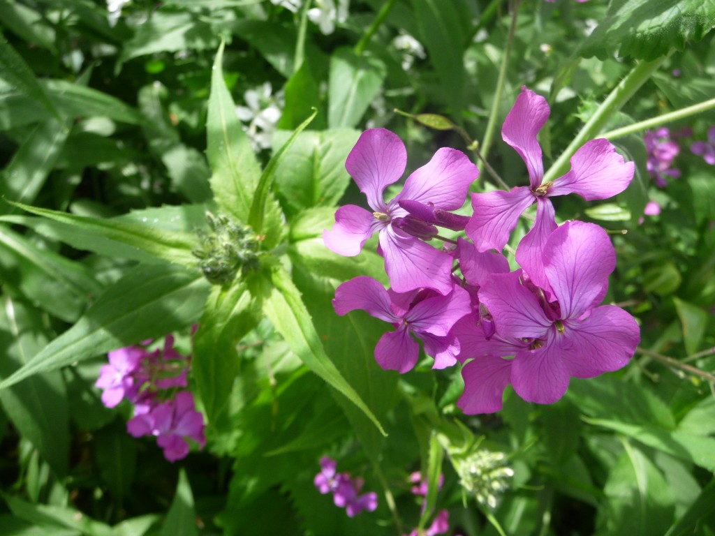 Fonds d'cran Nature Fleurs l'ombre et la lumire