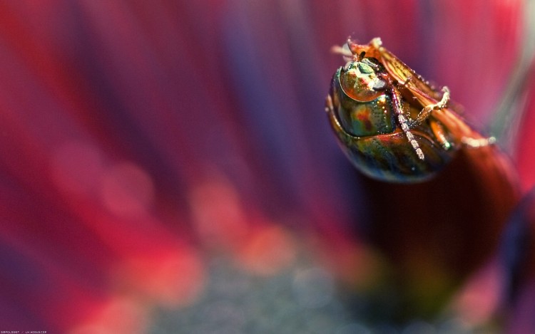 Fonds d'cran Animaux Insectes - Divers Carapace irise