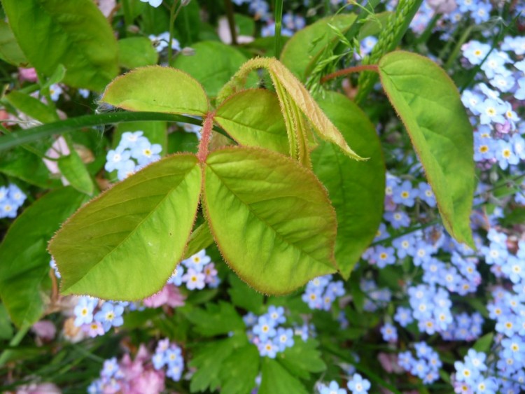 Wallpapers Nature Flowers des feuilles et des fleurs