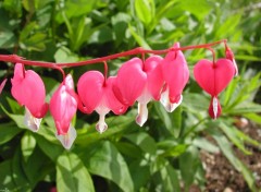 Wallpapers Nature Dicentra Eximia