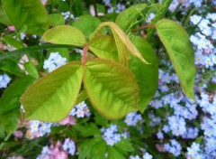 Wallpapers Nature des feuilles et des fleurs