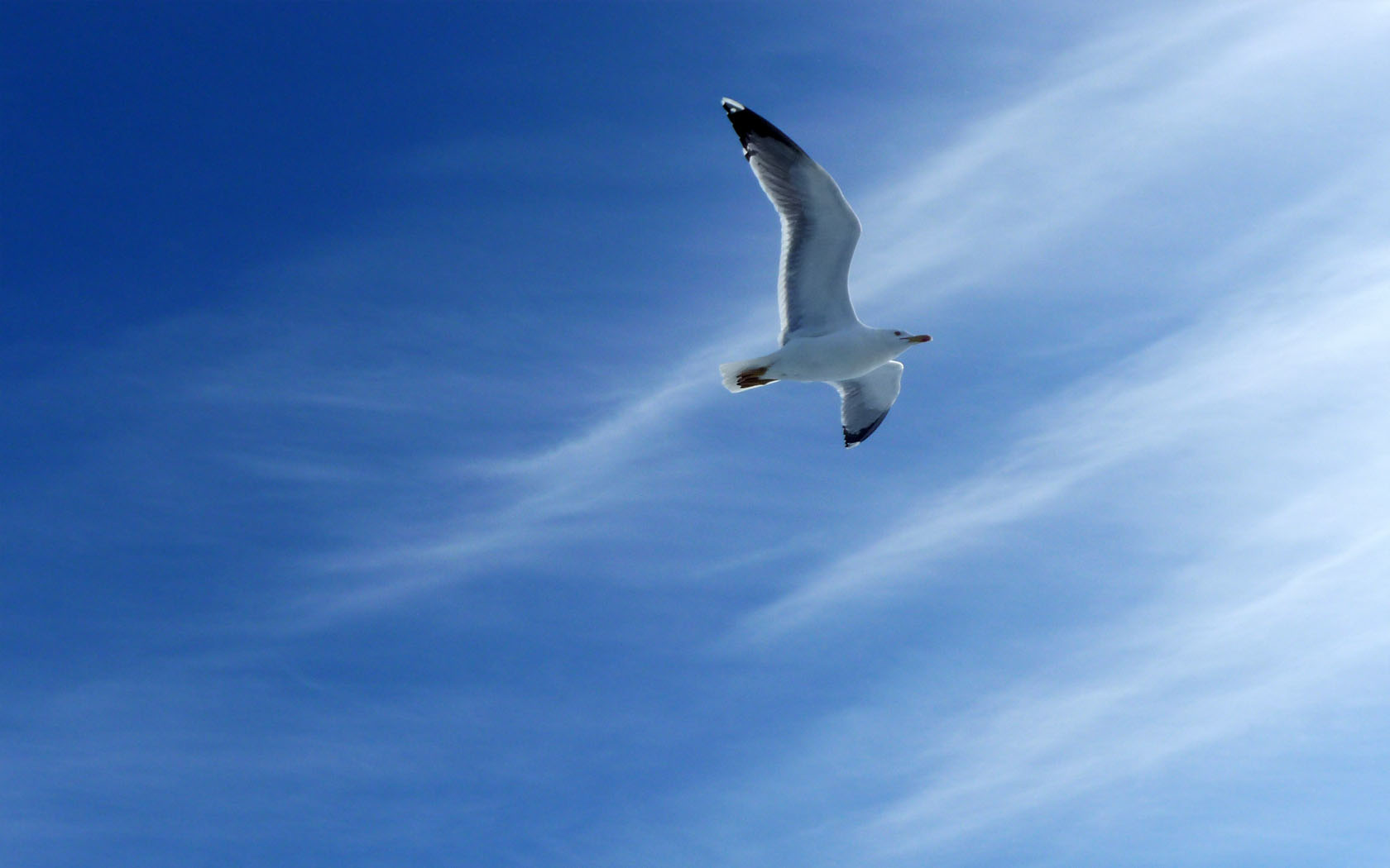 Wallpapers Animals Birds - Gulls 