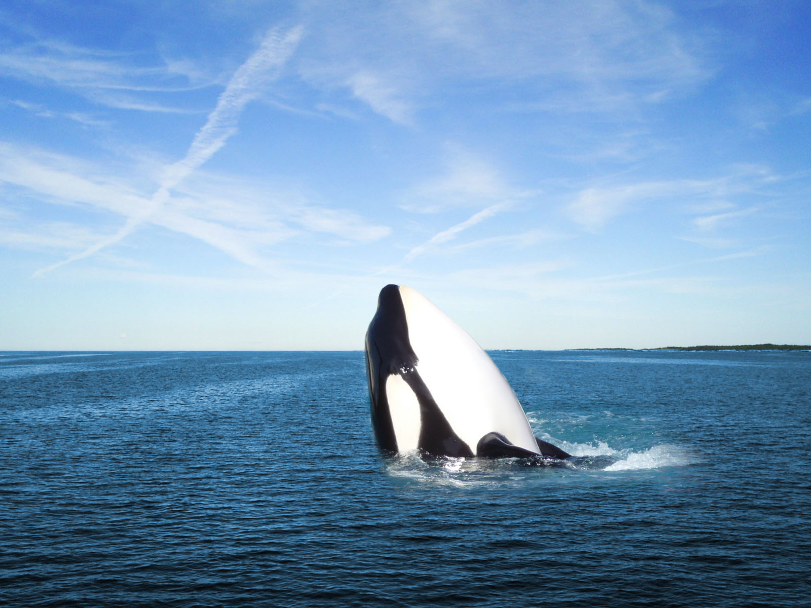 Fonds d'cran Animaux Vie marine - Orques Orque