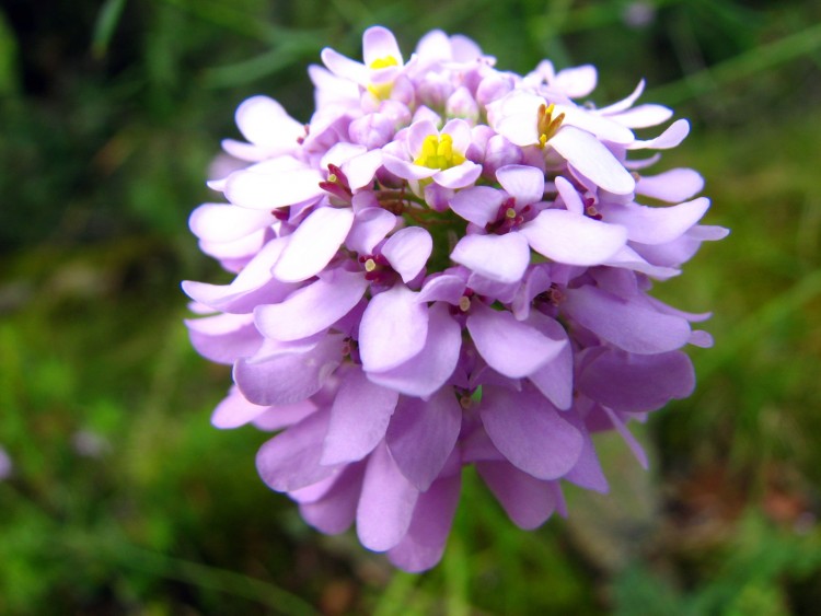 Fonds d'cran Nature Fleurs Iberis