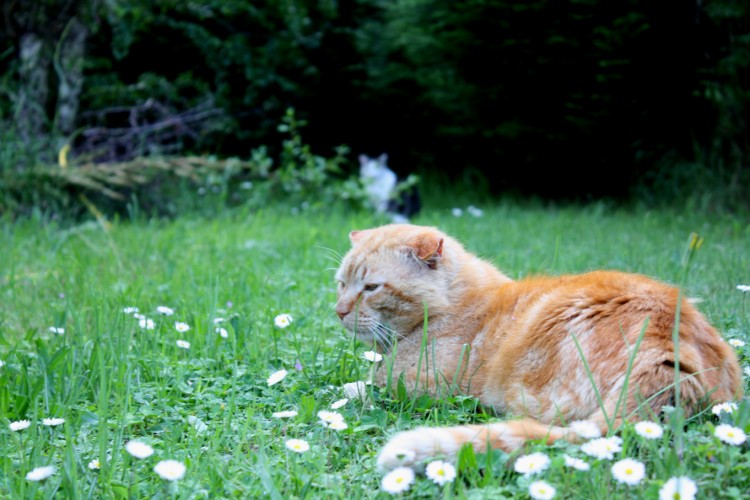 Fonds d'cran Animaux Chats - Chatons Tigergarden