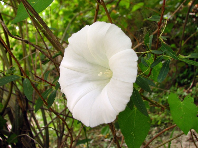 Fonds d'cran Nature Fleurs liseron des haies