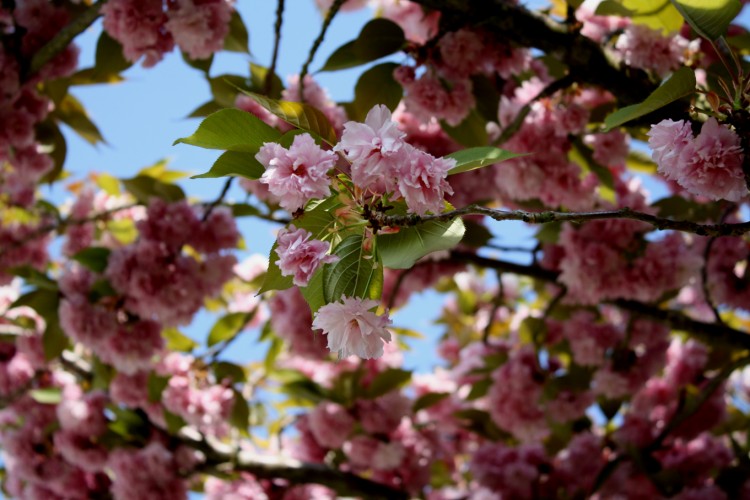 Wallpapers Nature Flowers Cherry flower