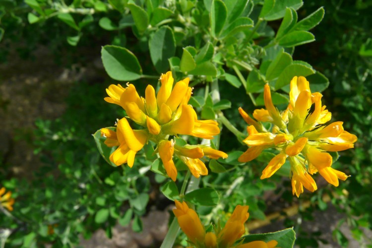 Fonds d'cran Nature Fleurs Medicago