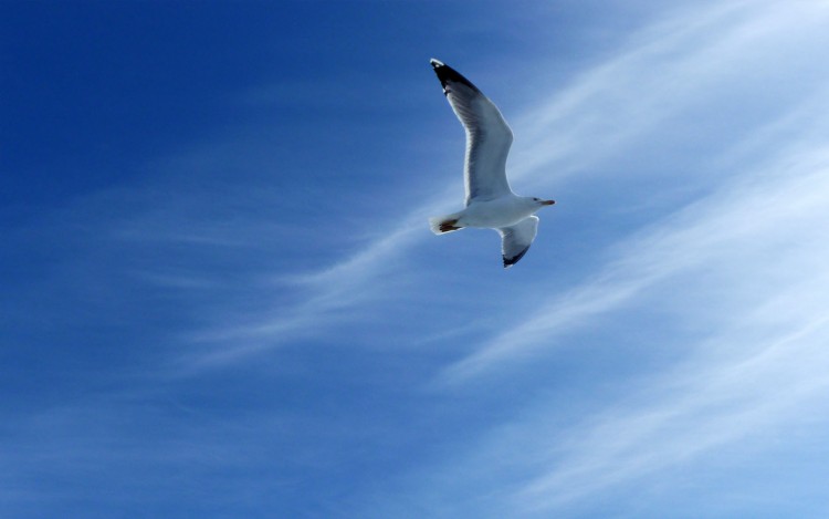 Fonds d'cran Animaux Oiseaux - Mouettes et Golands Wallpaper N232999