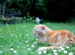 Fonds d'cran Animaux Tigergarden