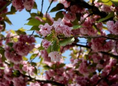 Fonds d'cran Nature Cherry flower