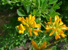 Wallpapers Nature Medicago