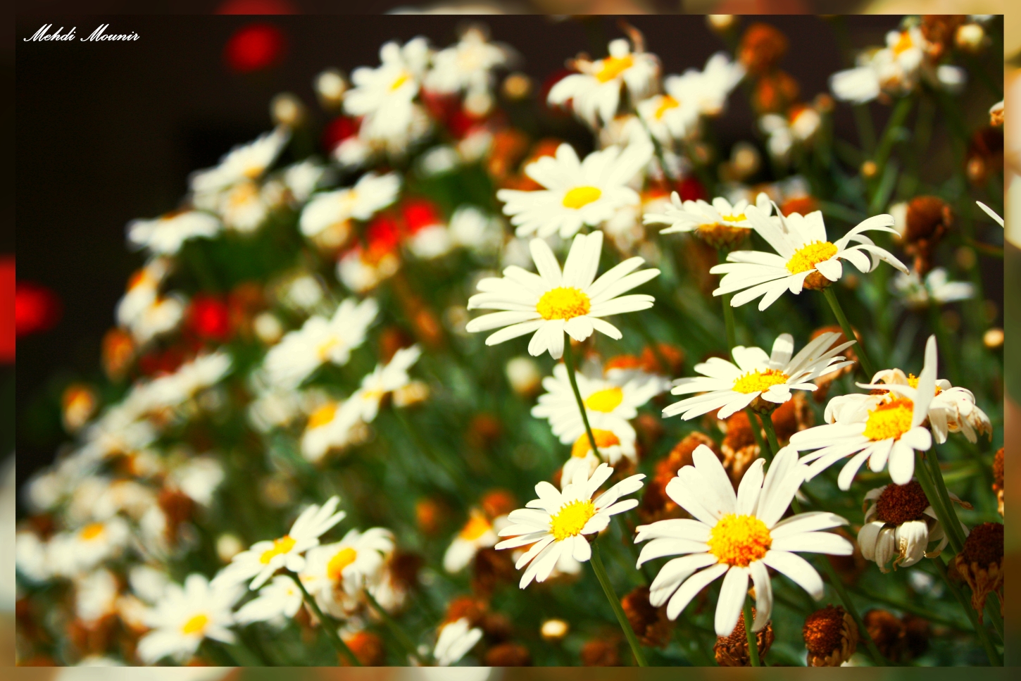 Fonds d'cran Nature Fleurs 